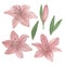 Delicate dusky pink lily flowers set hand drawn watercolor illustration garden plant simple drawing for greeting cards,