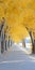 Delicate Fantasy: Yellow Tree Lined Road With Snow - 8k Ap Photo