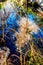 Delicate Feathery Seed Pods with Refection Pool Ba