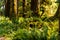 Delicate fern and trees against pacific northwest forest