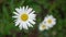 Delicate field daisies are swaying in the wind. Flower meadow with beautiful white flowers. Spring-summer time. Field