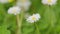 Delicate field daisies are swaying in the wind. Summer season nature. Close up.