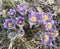 Delicate first spring forest flowers.Purple Pasqueflower.Prairie smoke.Pulsatilla patens.Close-up