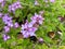 Delicate flax purple flowers during spring season