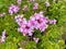 Delicate flax purple flowers during spring season