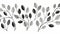 Delicate Flora Depictions: Black And White Leaves On A White Background