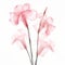 Delicate Flora Depictions: Pink Calla Lilies In X-ray Film Style