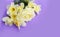 A delicate floral arrangement - light yellow daffodils and a chic rose on a lilac background.