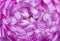 Delicate floral background of purple Aster petals close-up. Selective focus.Beautiful artistic natural background.