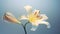 Delicate Floral Studies: A White Lily In Bloom With Soft Atmospheric Perspective