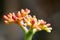 Delicate flower bud of succulent plant, adobe rgb