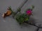 Delicate flower growing between concrete tiles