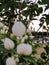 A delicate flower of Philadelphusagainst the background of the sights of Yaroslavl. Assumption Cathedral; stele of the Millennium