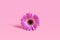 Delicate flower of purple gerbera in the center of the frame against the backdrop of lively coral pastels with copy space. The