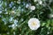 Delicate flowering shrub with white roses and wild rose