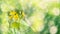 Delicate flowers of celandine Chelidonium. Beautiful banner or postcard