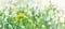 Delicate flowers of celandine Chelidonium. Beautiful banner or postcard