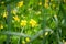 Delicate flowers of celandine Chelidonium in green grass. Beautiful banner or postcard