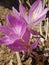 Delicate flowers of crocus Colchicum