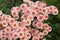 Delicate flowers many pink chrysanthemums against a green background of leaves