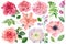 Delicate flowers. Roses, lilies, anemones, sweet peas, ranunculus, dahlia watercolor drawings.