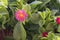 The delicate flowers of the succulent named Baby Sunrose Mesembryanthemum cordifolium on Missiria beach near Rethymno , Crete, G