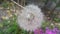 Delicate fluffy flower selectively focused on a blurred green leaves background