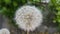 Delicate fluffy flower selectively focused on a blurred green leaves background