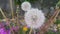 Delicate fluffy flower selectively focused on a blurred green leaves background