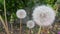 Delicate fluffy flower selectively focused on a blurred green leaves background