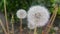 Delicate fluffy flower selectively focused on a blurred green leaves background