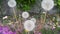 Delicate fluffy flower selectively focused on a blurred green leaves background