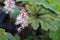 Delicate foam flower blooms inbetween plant leaves