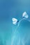 Delicate  fragile butterflies on a blue background. Summer minimalist image.