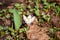 Delicate fragile white crocus sprouts among last year's dry fallen leaves