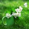 Delicate fragrant bouquet of jasmine in a green cup and a butterfly on green grass. Square format.