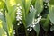 Delicate fragrant lilies of the valley bloom in a spring garden on a sunny May day