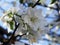 Delicate, fragrant white apple blossoms