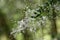 Delicate fragrant, white flowers of the Australian native Blackthorn, Bursaria spinosa, family Pittosporaceae. Endemic to east and