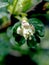 delicate fresh gooseberry flowers in spring on a branch