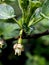 delicate fresh gooseberry flowers in spring on a branch