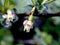 delicate fresh gooseberry flowers in spring on a branch