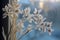 delicate frost flowers on a frozen window pane