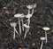 Delicate Fungi Growing in Damp Mulch
