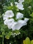 Delicate garden flowers on a Sunny summer day