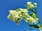 Delicate garden horseradish flowers