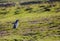 Delicate gentoo penguin in lush spring meadow of the Arctic