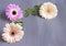 Delicate gerbera flowers on a rough gray background with copy space. The concept of a minimal flower