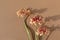 Delicate gerbera flowers with sunlight shadows on neutral background, floral composition