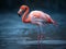 The Delicate Grace of the Flamingo in Serene Waters